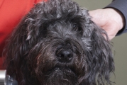 Bodhi